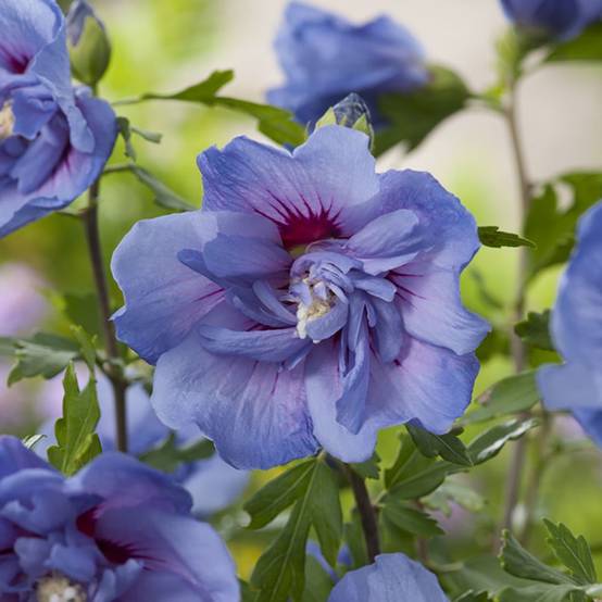 Hibiscus syriacus 'Blue chiffon' - Image 4