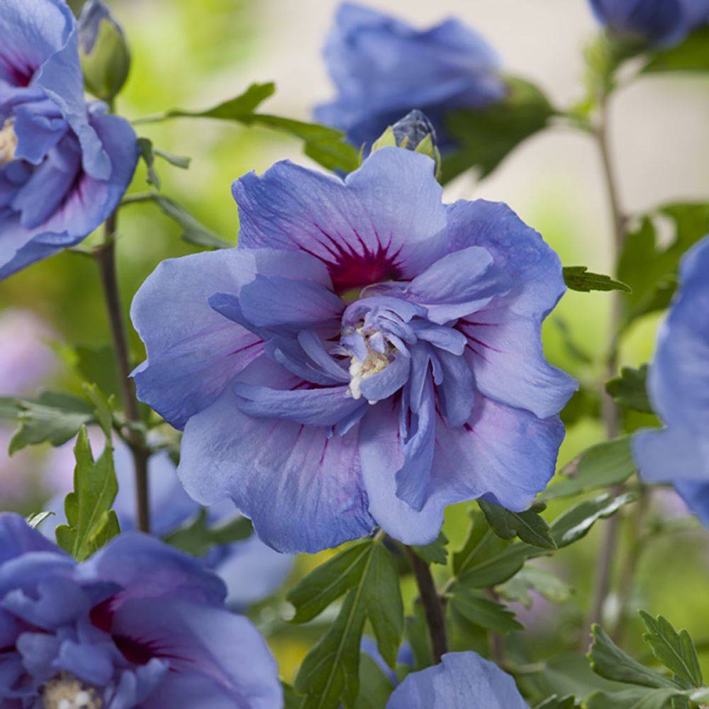 Hibiscus syriacus 'Blue chiffon' - Image 4