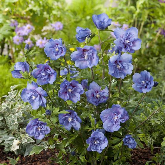 Hibiscus syriacus 'Blue chiffon' - Image 5