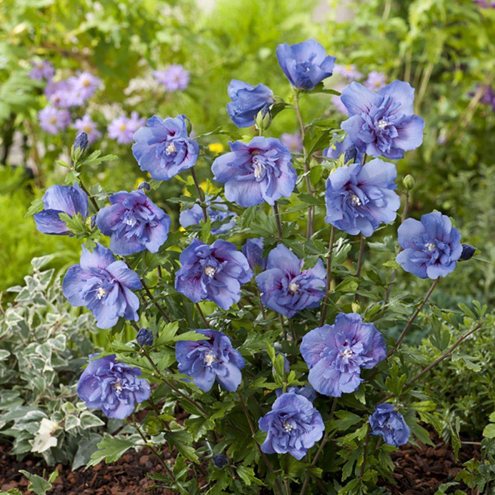 Hibiscus syriacus 'Blue chiffon' - Image 5