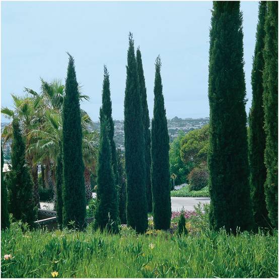 Cyprès d'Italie 'Stricta' - Image 1