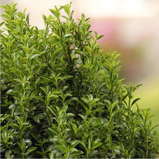 Fusain du Japon 'Microphyllus' - Image 3
