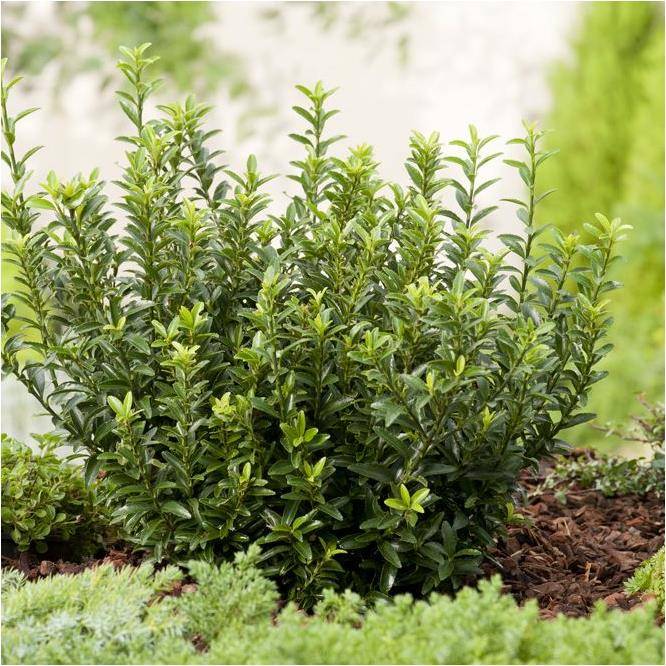 Fusain du Japon 'Microphyllus' - Image 2