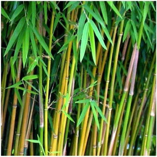 Petit bambou : Fargesia 'Jiuzhaigou'