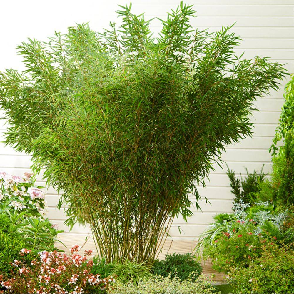 Bambou non traçant : Fargesia robusta 'Pingwu' - Image 1