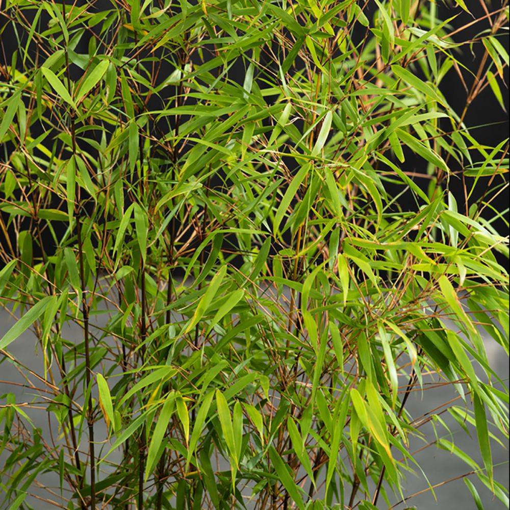 Bambou non traçant : Fargesia 'Asian Wonder' - Image 1