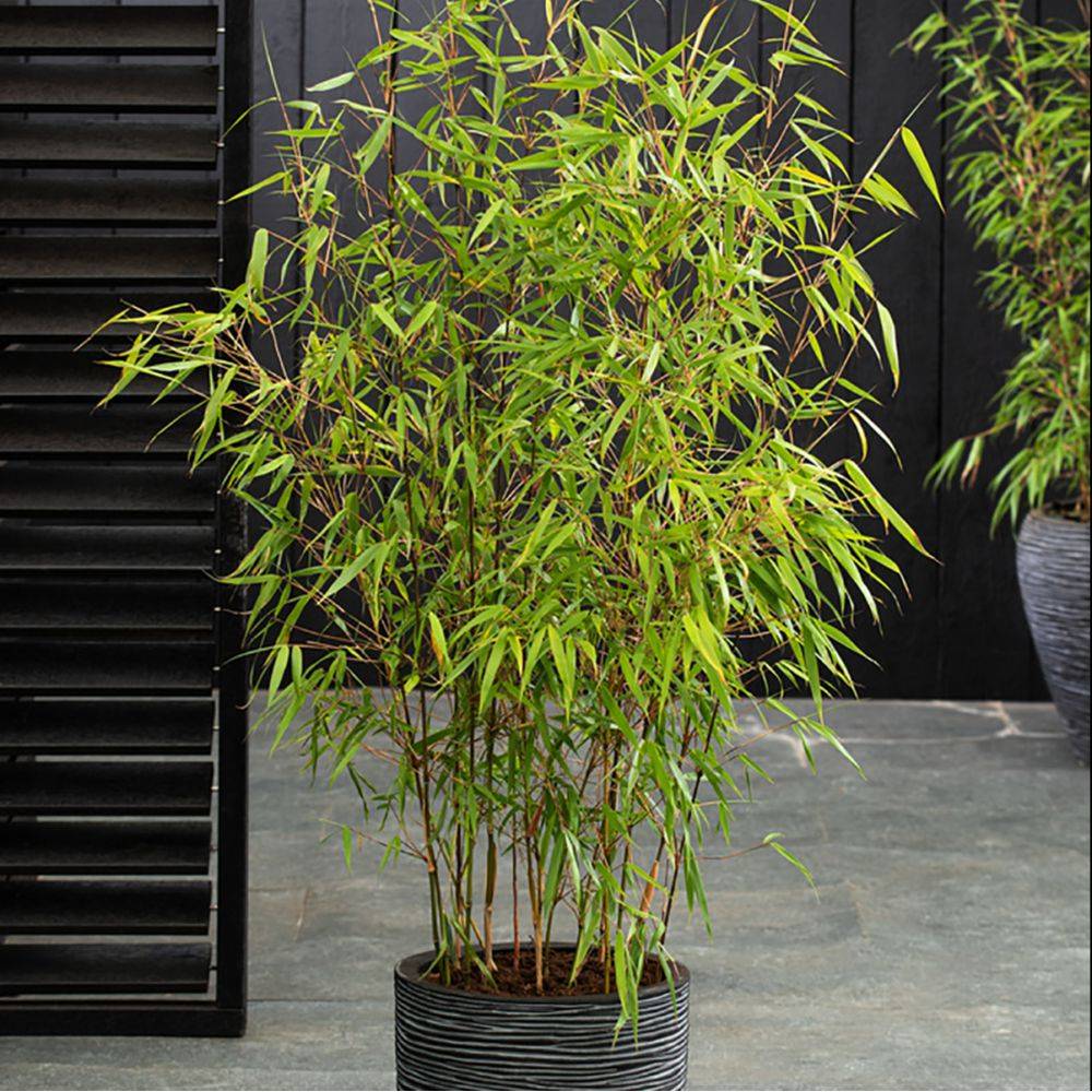 Bambou non traçant : Fargesia 'Asian Wonder' - Image 3