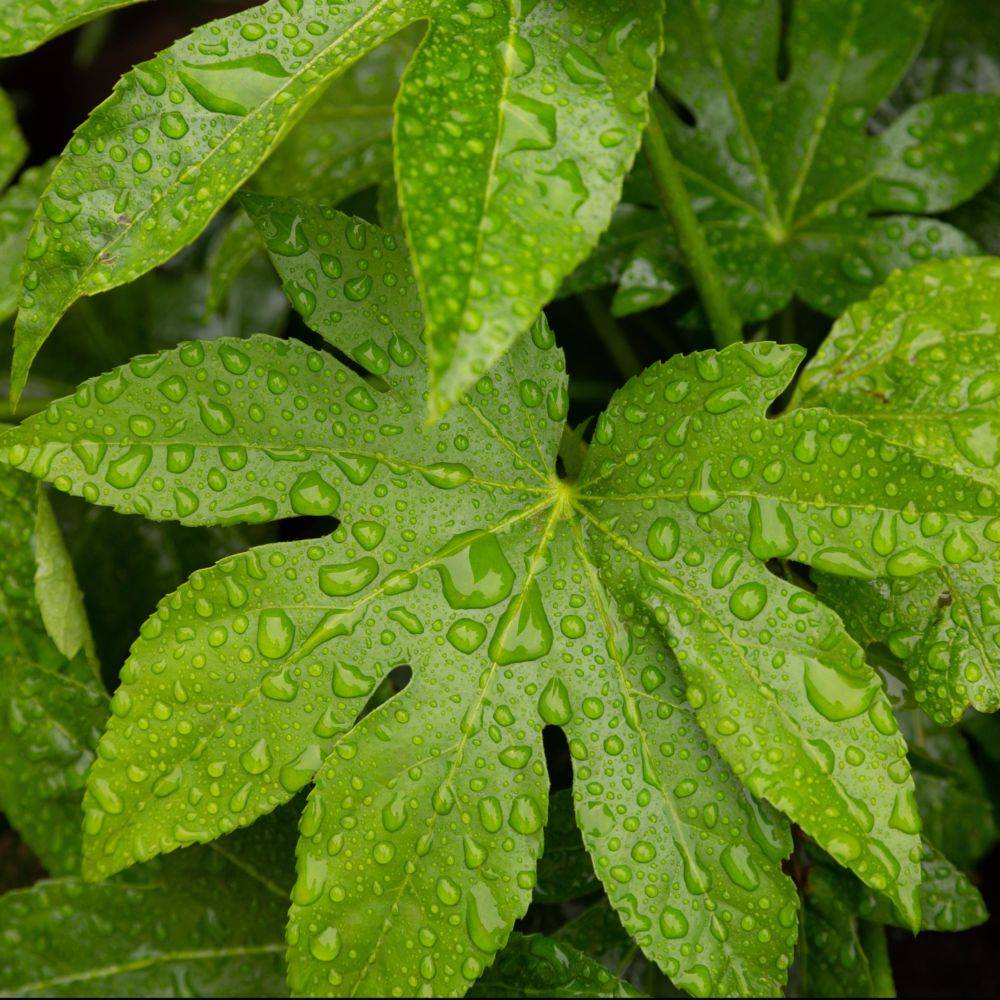 FATSIA japonica - Image 4