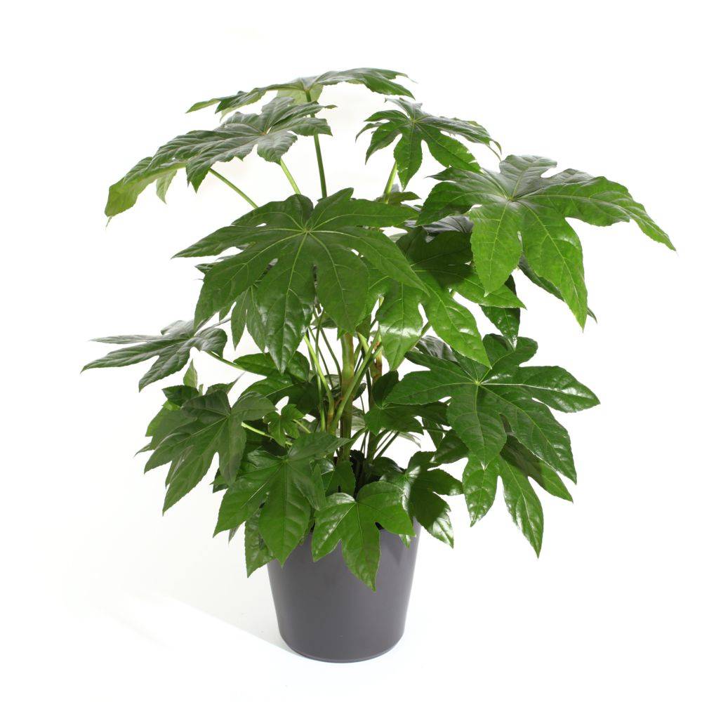 FATSIA japonica - Image 2