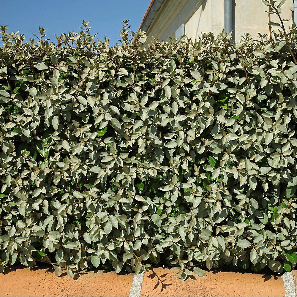 Elaeagnus ebbingei 'Compacta' - Image 2