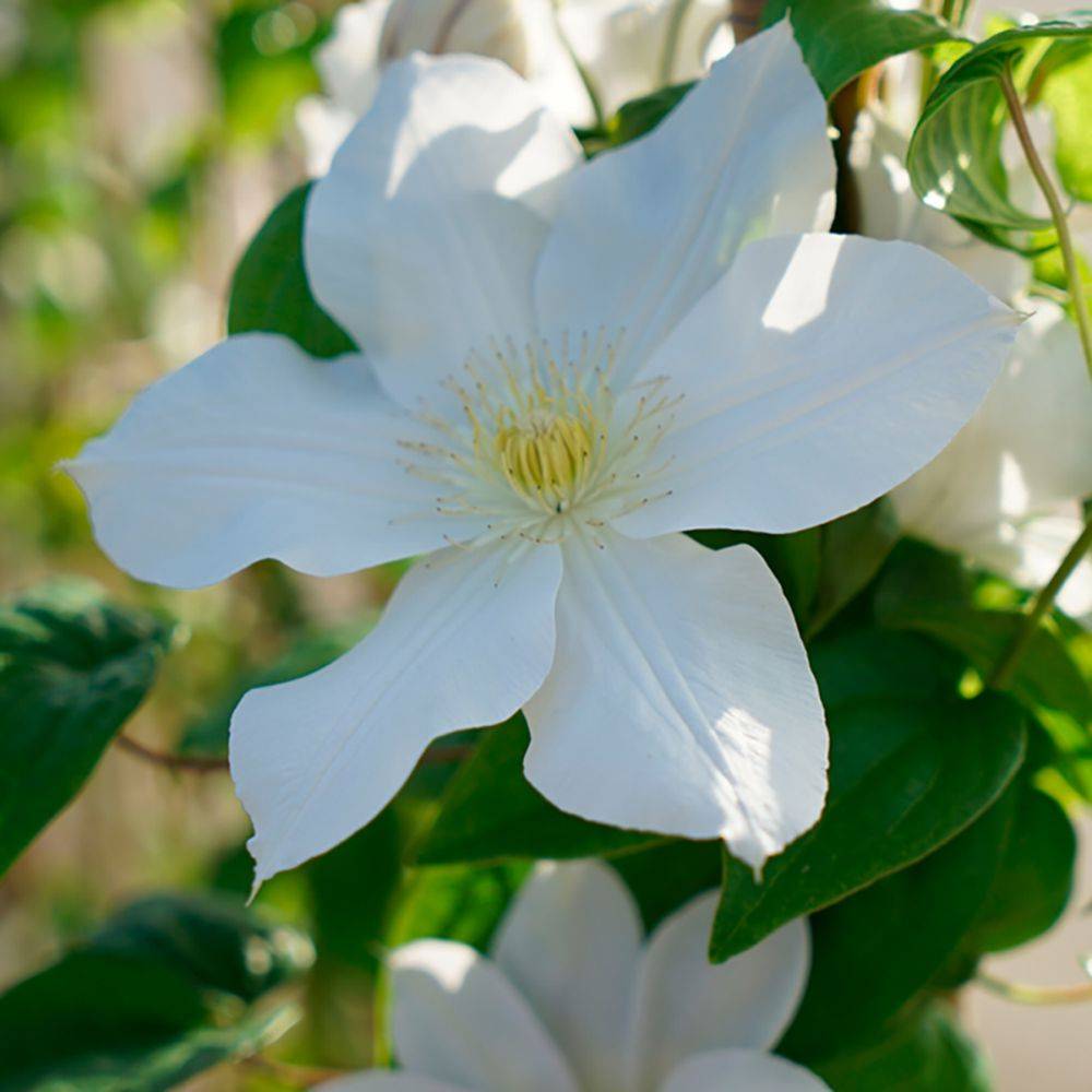 Clématite 'Mme Le Coultre' - Clematis
