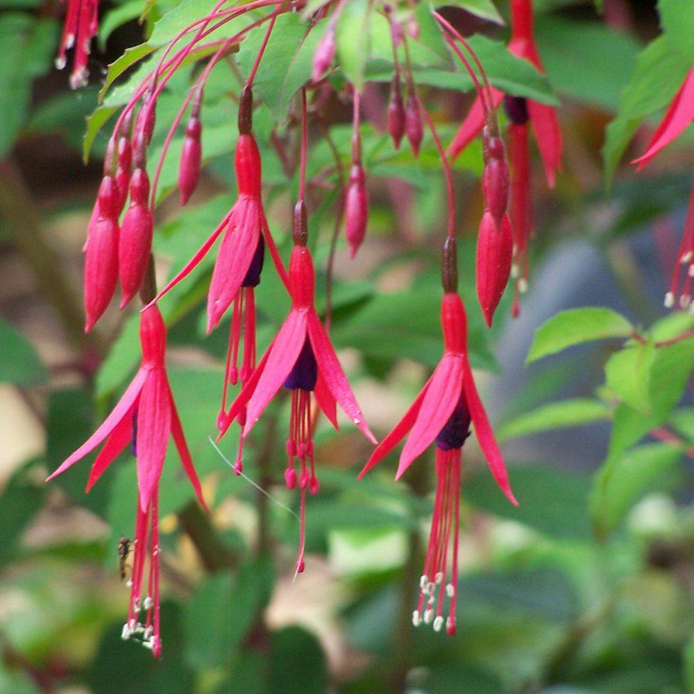 FUCHSIA hatschbachii en pot de 4 litres