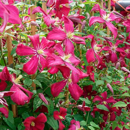 Clématite viticella 'Madame Julia Correvon'