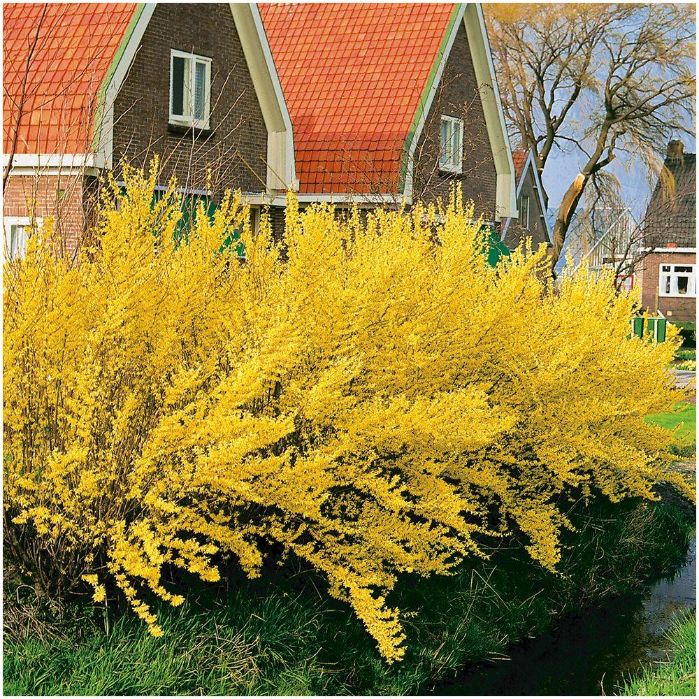 Forsythia 'Lynwood gold' - Image 2