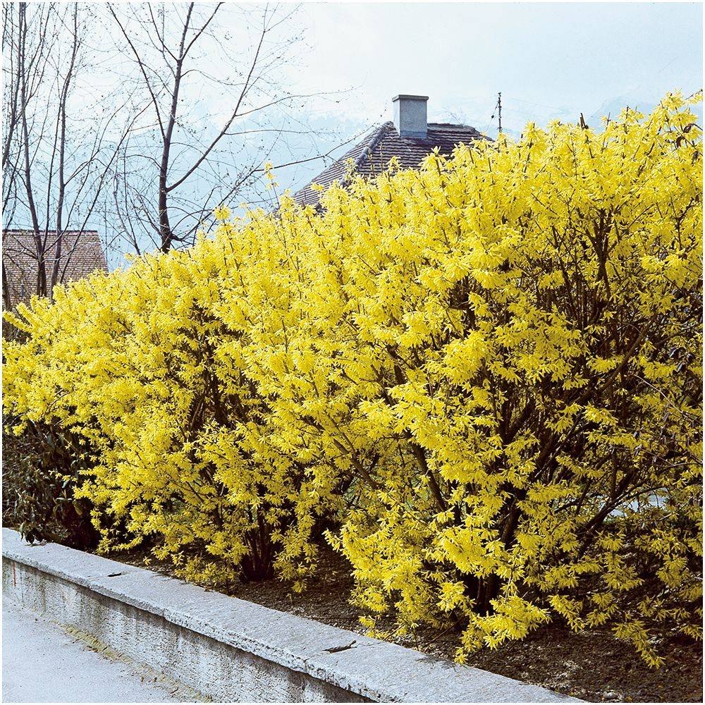 Forsythia 'Lynwood gold' - Image 4