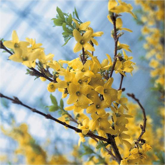 Forsythia 'Lynwood gold' - Image 3