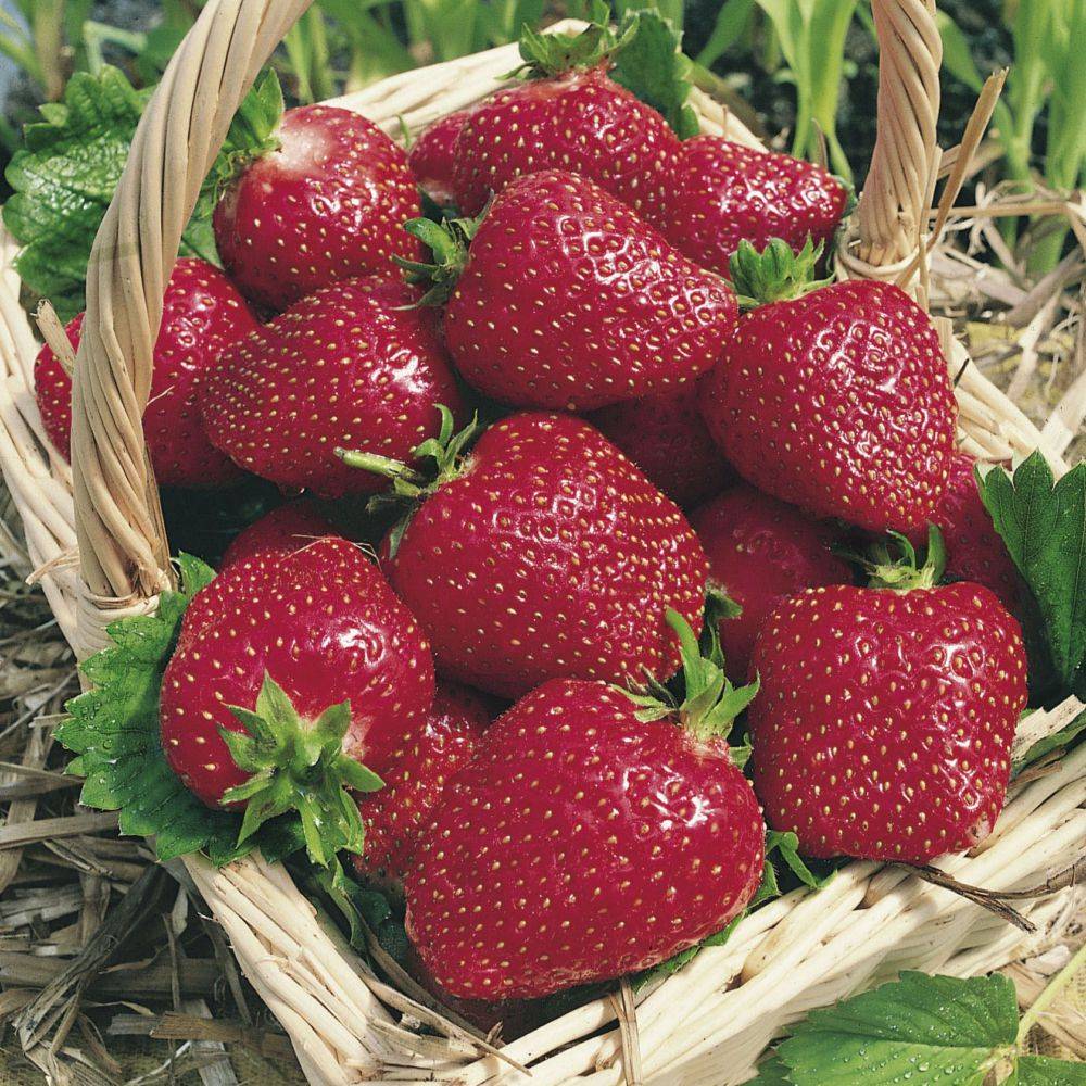 Fraisier Collection DELBARD - Pot de 2 litres