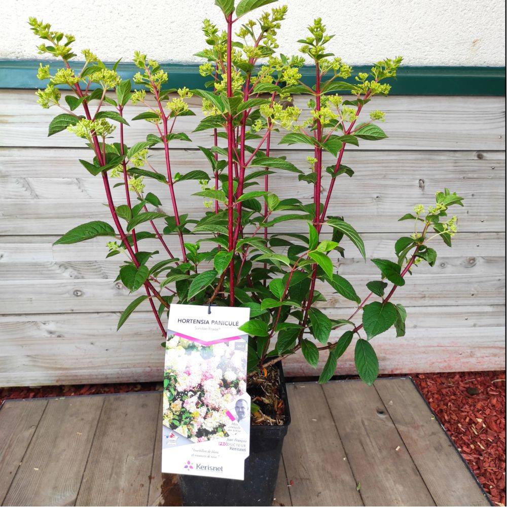 Hydrangea paniculata Sundae Fraise® - Hortensia - Image 2