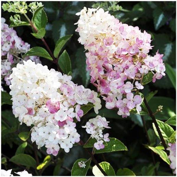 Hydrangea paniculata Sundae Fraise® - Hortensia - Image 1