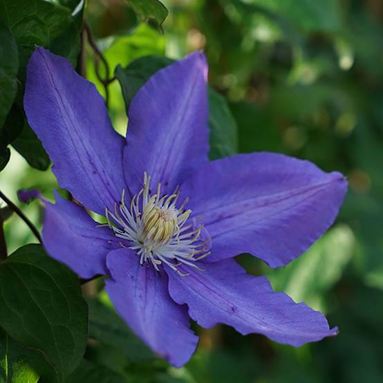 Clématite 'Vyvyan Pennell'