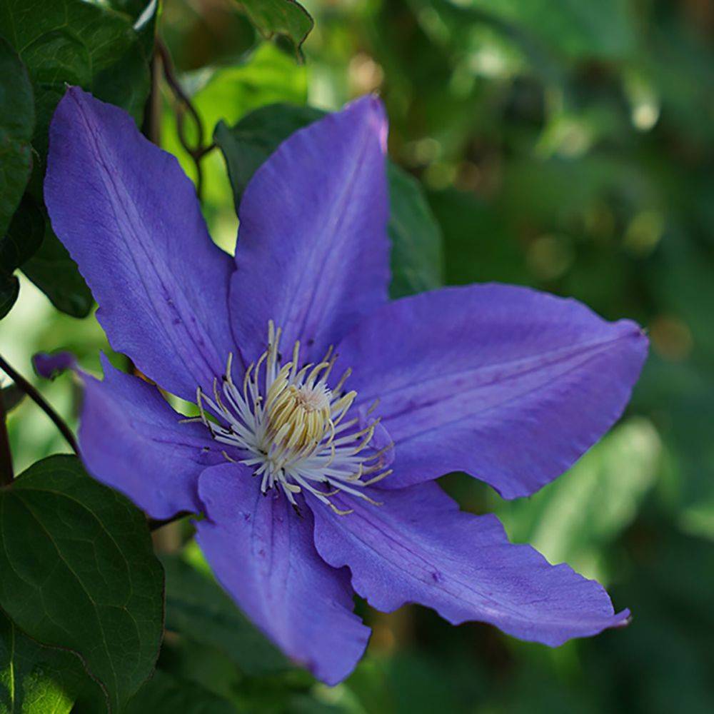 Clématite 'Vyvyan Pennell'