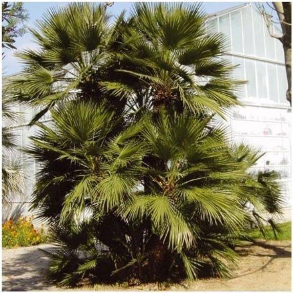 Palmier nain - Chamaerops humilis