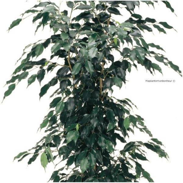 Ficus benjamina - Image 2