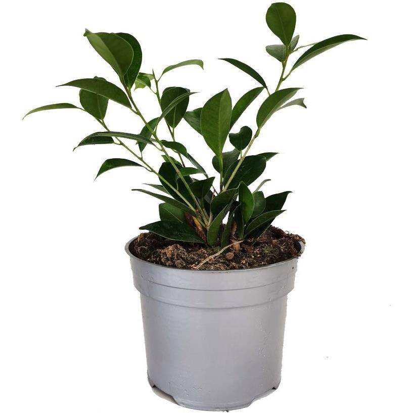 Ficus benjamina - Image 1