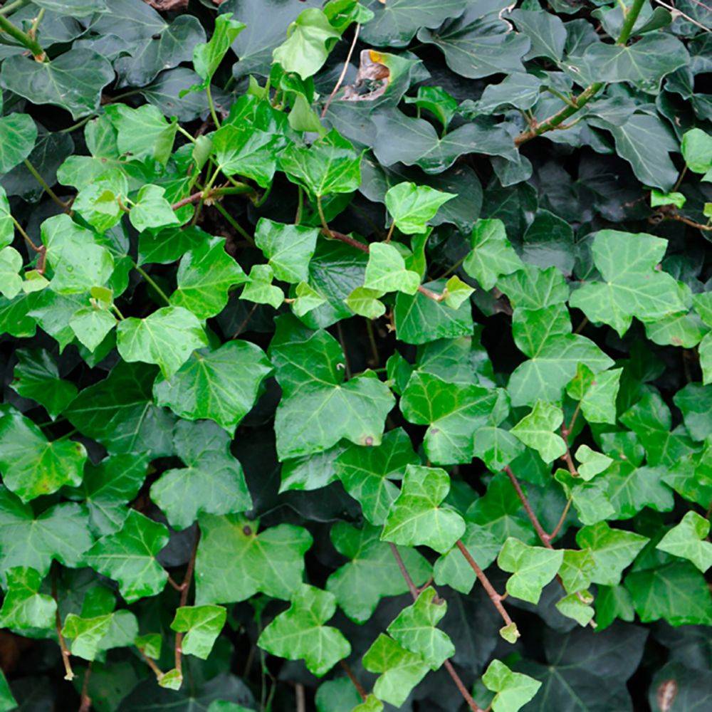 Hedera hibernica - Lierre d'Irlande