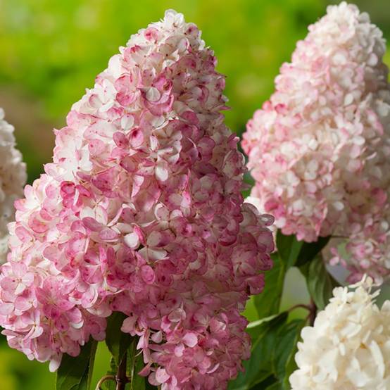 Hydrangea paniculata Vanille Fraise® - Hortensia - Image 3