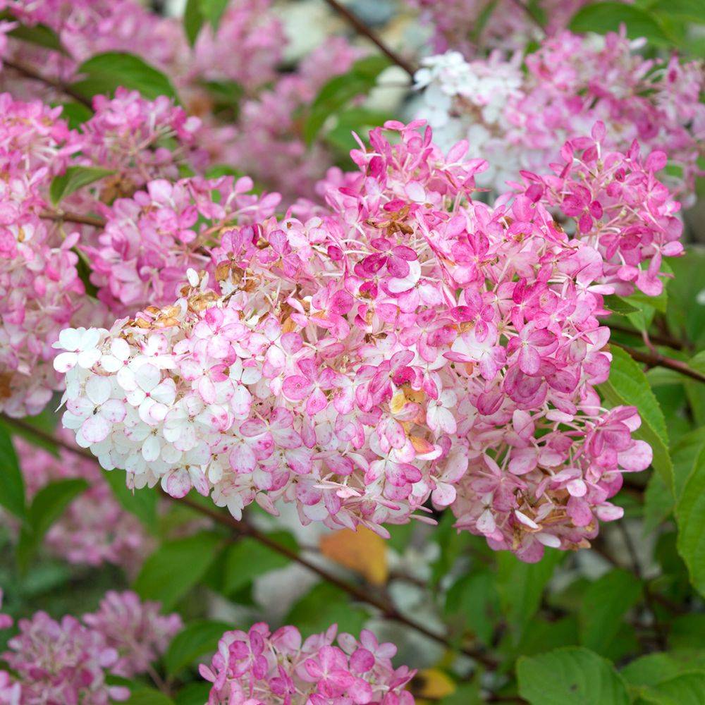 Hydrangea paniculata Vanille Fraise® - Hortensia - Image 2