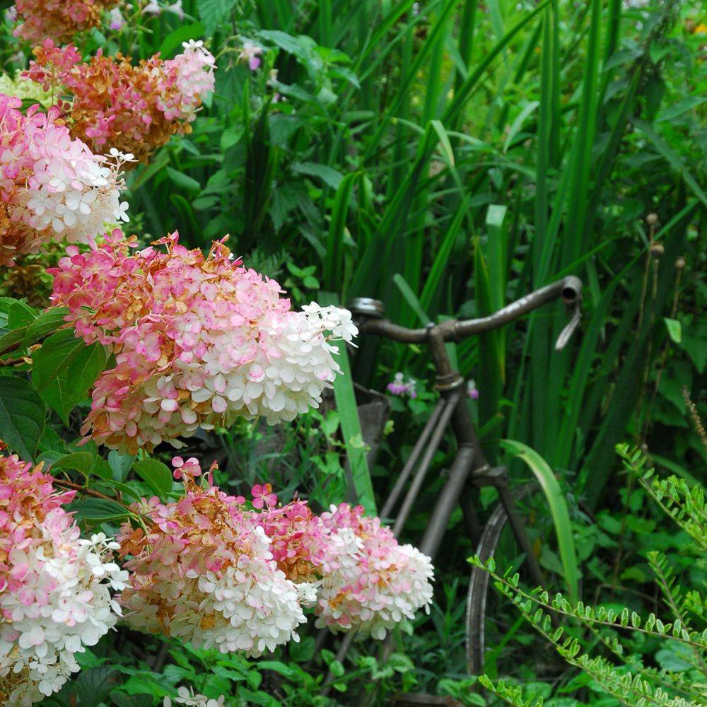 Hydrangea paniculata Vanille Fraise® - Hortensia - Image 5
