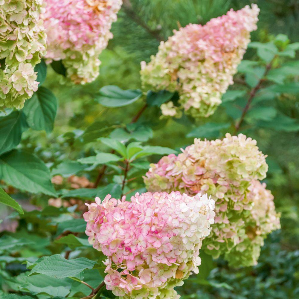 Hydrangea paniculata Vanille Fraise® - Hortensia - Image 1