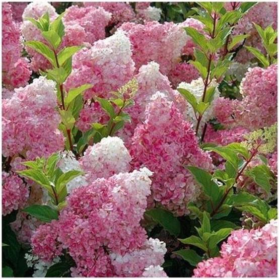 Hydrangea paniculata Vanille Fraise® - Hortensia - Image 4