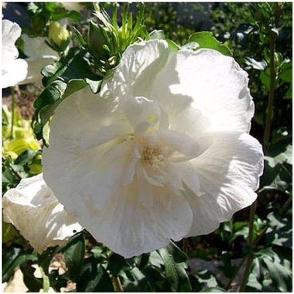 Hibiscus syriacus 'White Chiffon' - Image 2