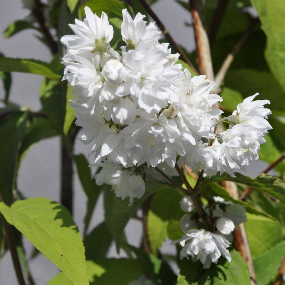 Deutzia magnifica - Image 1
