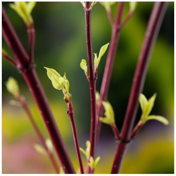 Cornouiller blanc 'Sibirica' - Image 1