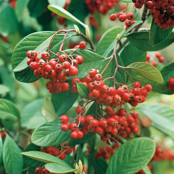 Cotoneaster lacteus - Image 2