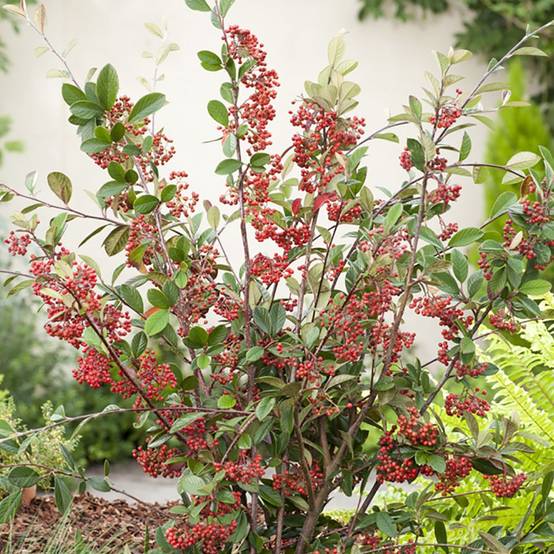 Cotoneaster lacteus - Image 4