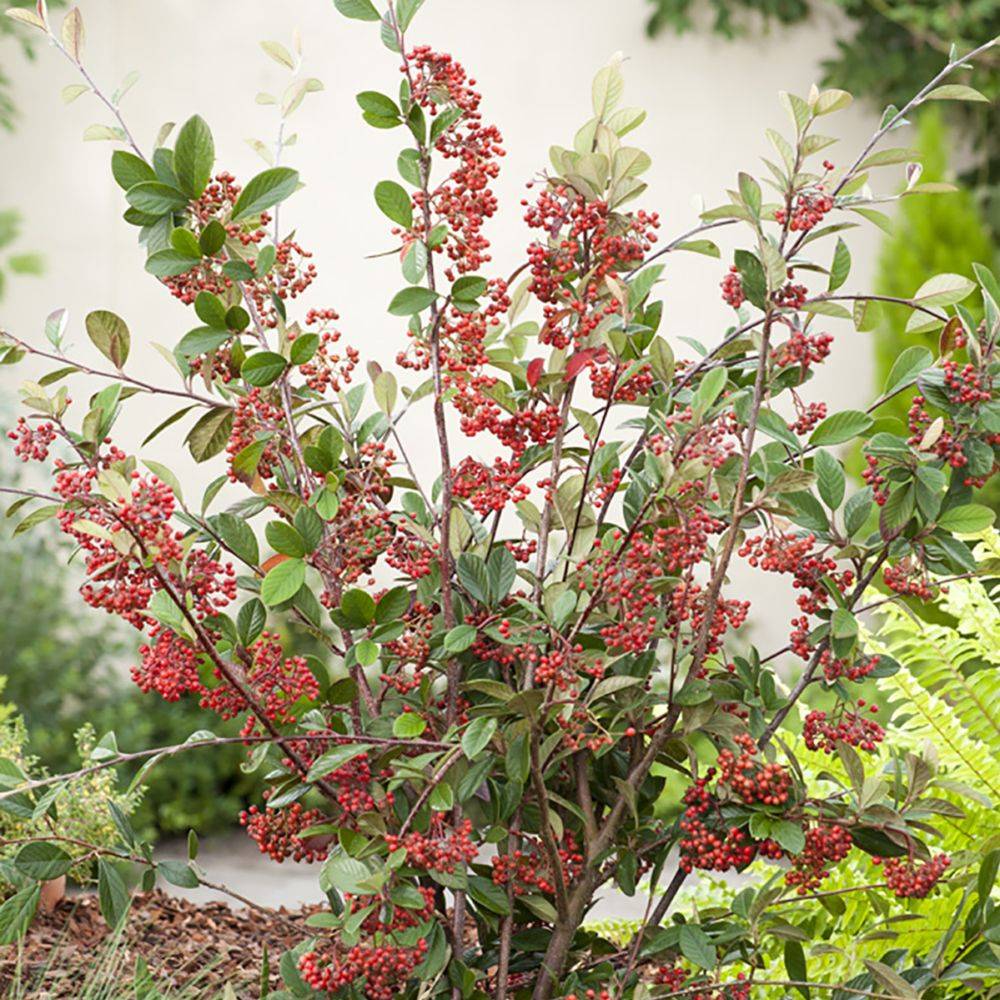 Cotoneaster lacteus - Image 4