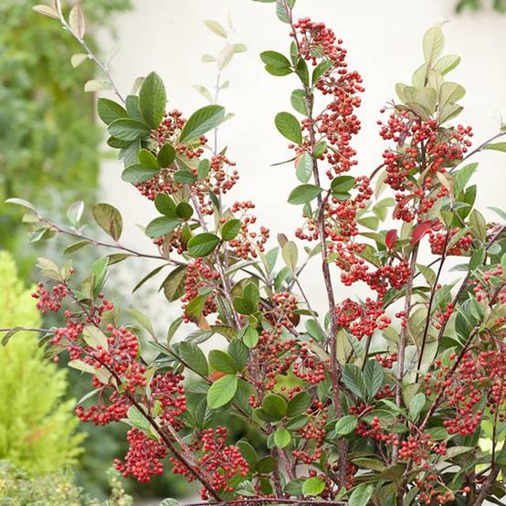 Cotoneaster lacteus - Image 3