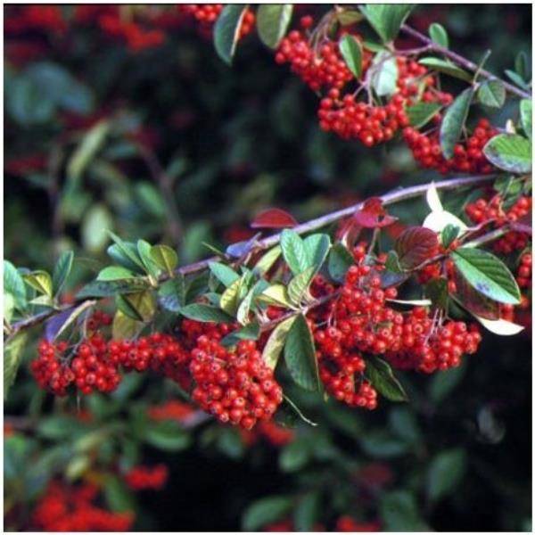 Cotoneaster lacteus - Image 1
