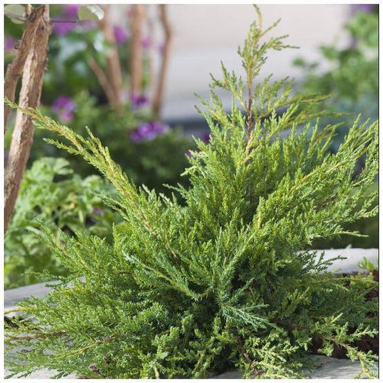 Genévrier 'Pfitzeriana Aurea' - Juniperus media - Image 1