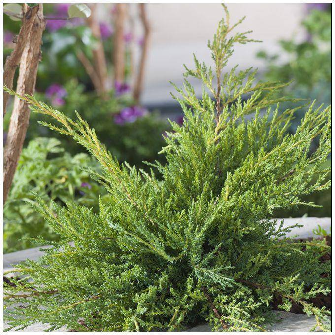 Genévrier 'Pfitzeriana Aurea' - Juniperus media - Image 1