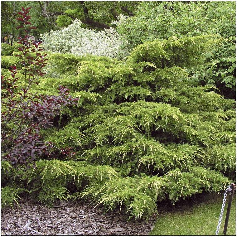 Genévrier 'Pfitzeriana Aurea' - Juniperus media - Image 2