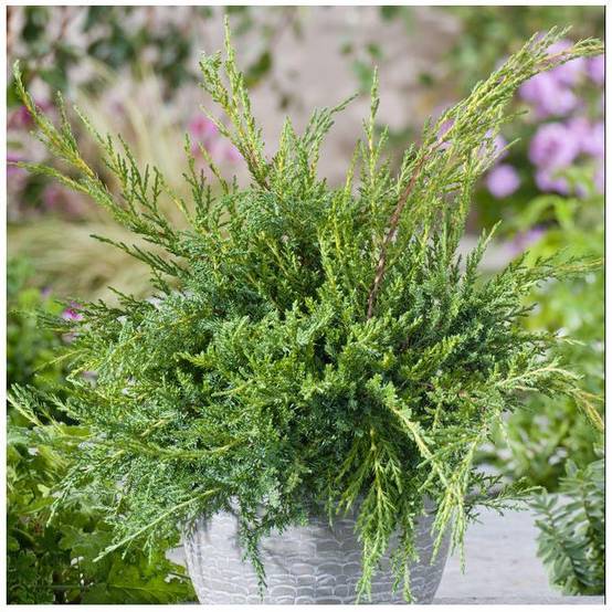 Genévrier 'Pfitzeriana Aurea' - Juniperus media - Image 4