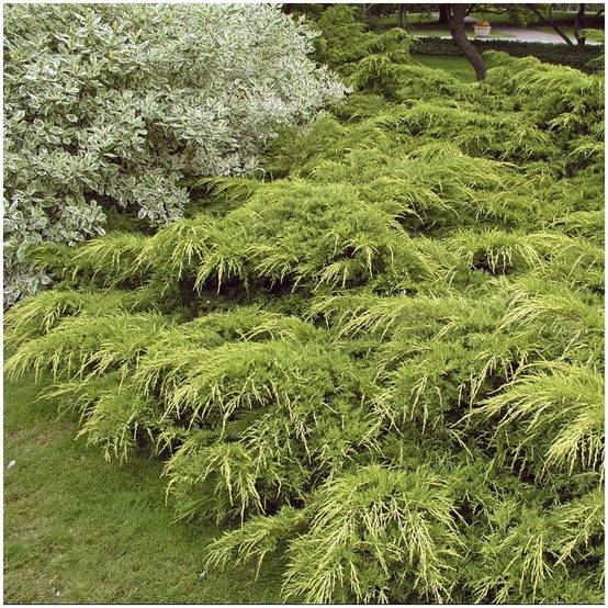 Genévrier 'Pfitzeriana Aurea' - Juniperus media - Image 5