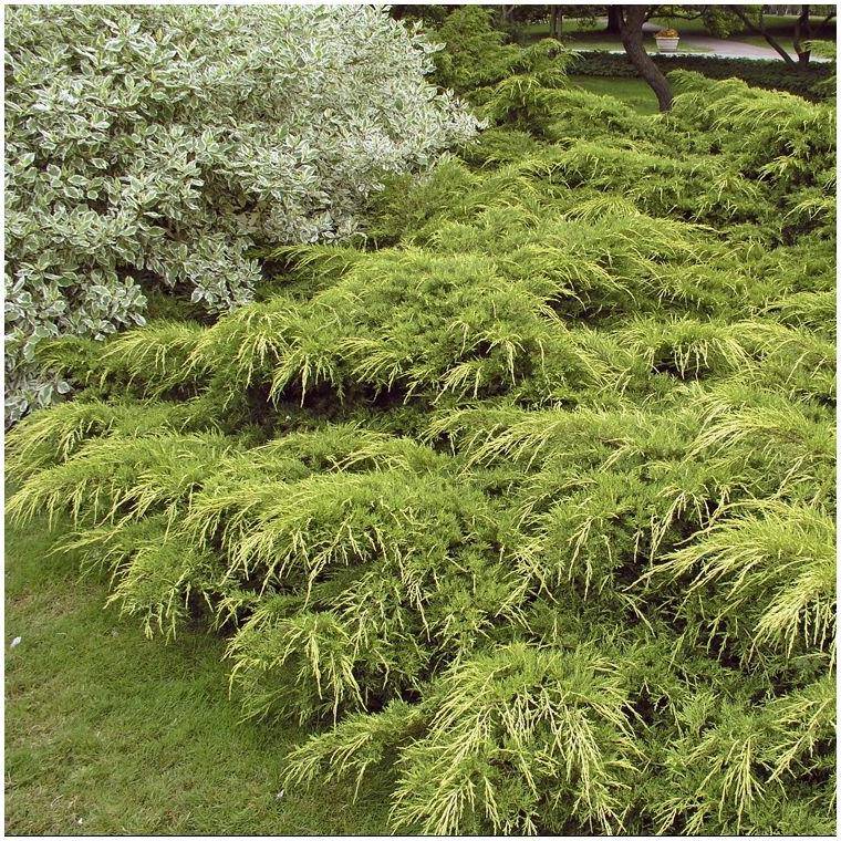 Genévrier 'Pfitzeriana Aurea' - Juniperus media - Image 5