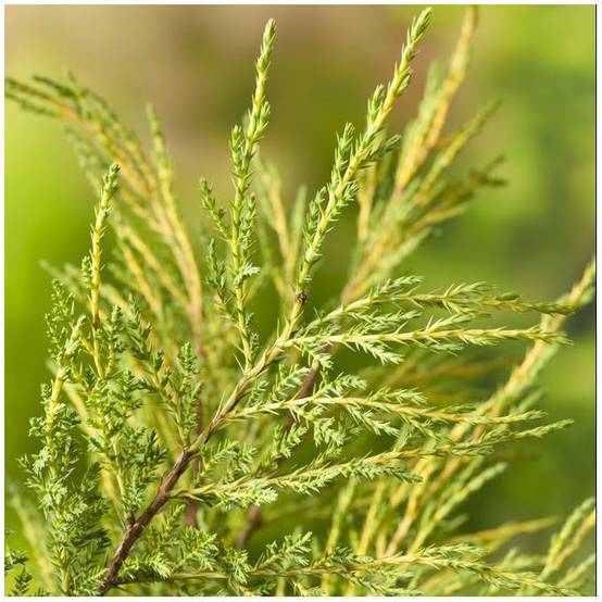 Genévrier 'Pfitzeriana Aurea' - Juniperus media - Image 3