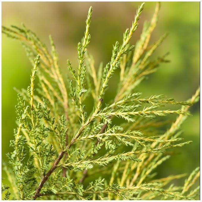 Genévrier 'Pfitzeriana Aurea' - Juniperus media - Image 3